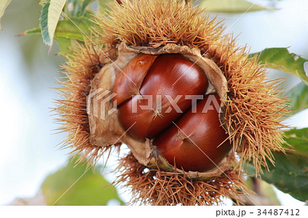 栗　くり　クリ　＊▲マロン▲＊ 34487412