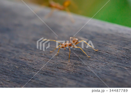 Ant standing on wooden floor 34487789