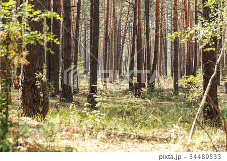 tree trunks in the forest tree trunks in the forest 34489533