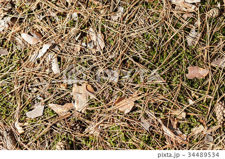fallen pine needles on the ground 34489534