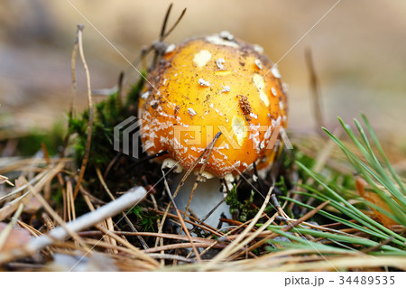 the fly agaric grows in the woods the fly agaric grows in the woods 34489535