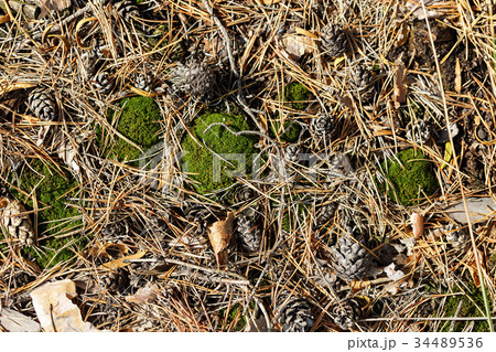 fallen pine needles in forest 34489536