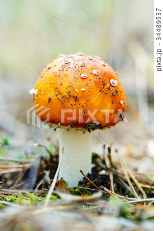 the fly agaric grows in the woods 34489537
