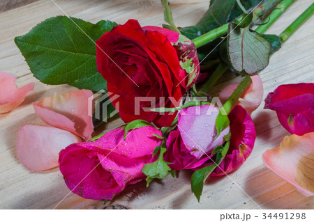 drops of water stick on rose petal drops of water stick on rose petal 34491298