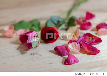 drops of water stick on rose petal drops of water stick on rose petal 34491301