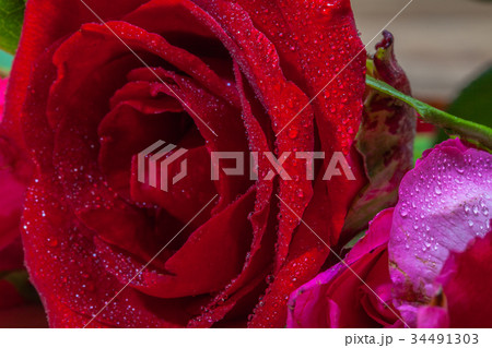 drops of water stick on rose petal drops of water stick on rose petal 34491303
