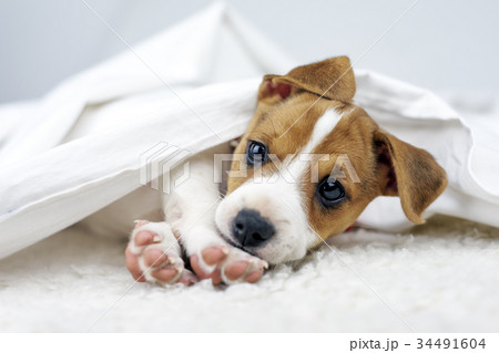 Jack russel terrier puppy 34491604