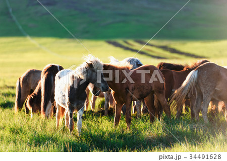 Herd of icelandic horses 34491628