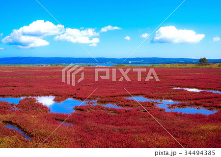 青空と真っ赤に色づいたサンゴ草　（網走市） 34494385