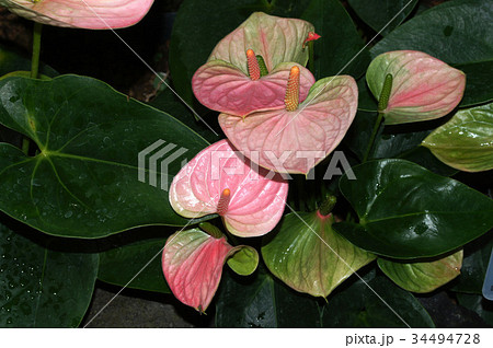 Anthurium "Sweet Dream" - Stock Photo [34494728] - PIXTA