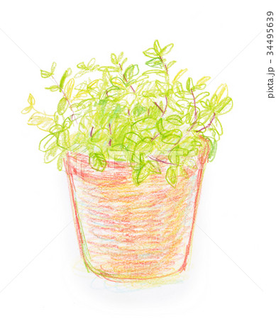 ミント 鉢植え 色鉛筆のイラスト素材