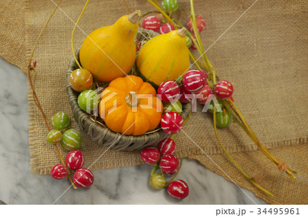 カボチャと琉球スズメウリ 34495961