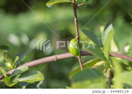 Garcinia schomburgkiana Pierre 34496119