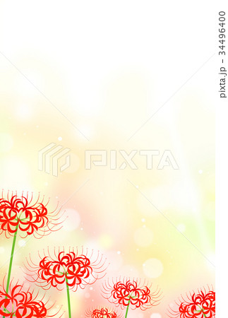 ヒガンバナ　彼岸花 34496400