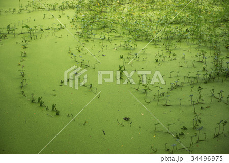 Green algae patterns on the water Green algae patterns on the water 34496975