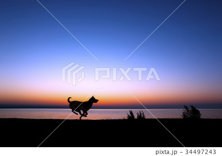 日の出と走る犬のシルエットのイラスト素材