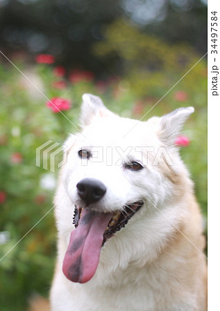 笑顔の犬と花の写真素材