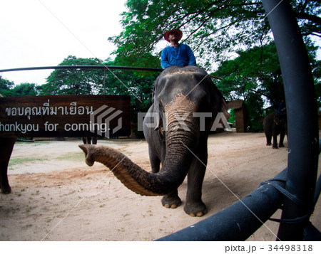 ride an elephent in elephant camp of Thailand 34498318