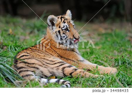 Portrait of a tiger cub 34498435