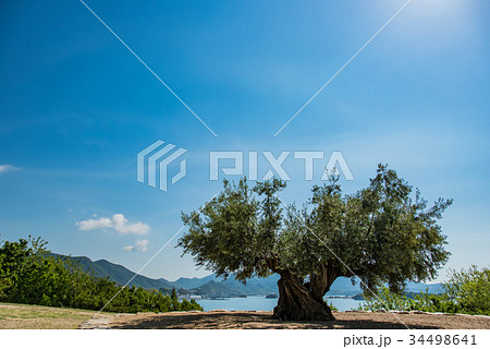 小豆島　樹齢千年のオリーヴ大樹　降り注ぐ朝の光 34498641