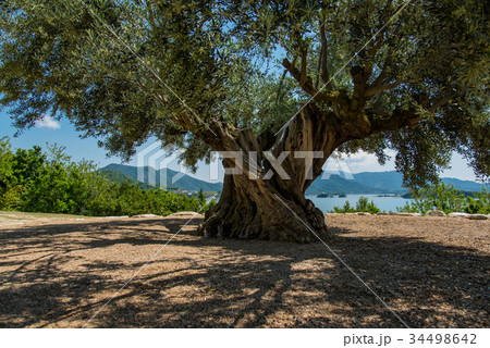 小豆島　樹齢千年のオリーヴ大樹　幹 34498642