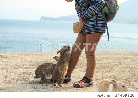 大久野島でうさぎに餌をあげる少年 34499326