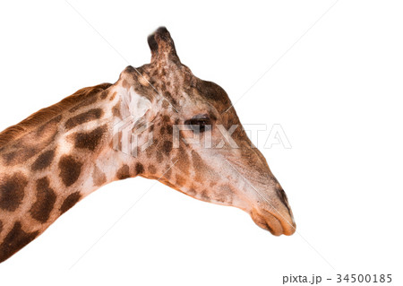 Giraffe head in the zoo isolated 34500185
