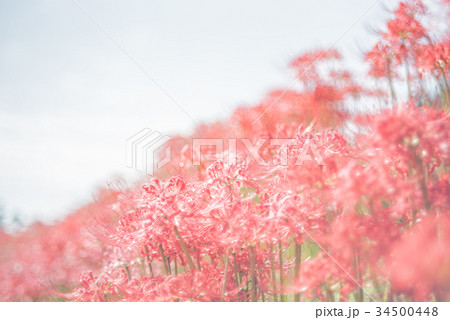 一言主神社 34500448