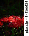 曼珠沙華(彼岸花) 曼珠沙華(彼岸花) 34500626