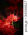 曼珠沙華(彼岸花) 曼珠沙華(彼岸花) 34500627