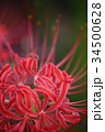曼珠沙華(彼岸花) 曼珠沙華(彼岸花) 34500628
