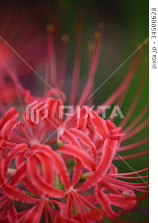 曼珠沙華（彼岸花） 34500628