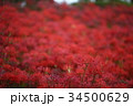 曼珠沙華(彼岸花) 曼珠沙華(彼岸花) 34500629