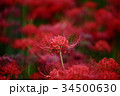 曼珠沙華(彼岸花) 曼珠沙華(彼岸花) 34500630