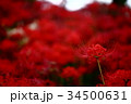曼珠沙華(彼岸花) 曼珠沙華(彼岸花) 34500631
