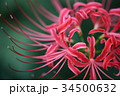 曼珠沙華(彼岸花) 曼珠沙華(彼岸花) 34500632