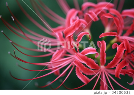 曼珠沙華（彼岸花） 34500632