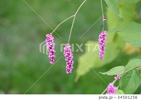 オオケタデ オオケタデ 34501256