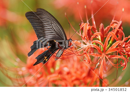 クロアゲハ Papilio protenor クロアゲハ Papilio protenor 34501852