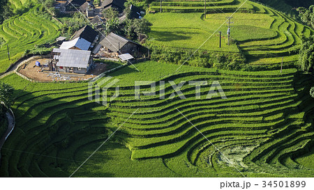 Rice fields in Vietnam. 34501899