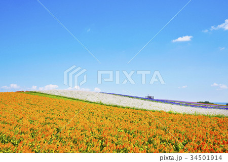 やくらいガーデン　花畑 34501914