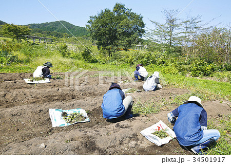 やくらいガーデン　雑草取り 34501917