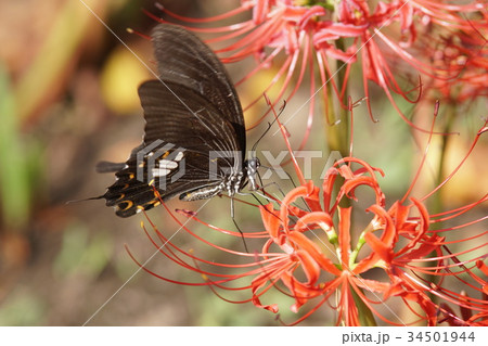 モンキアゲハ Papilio helenus モンキアゲハ Papilio helenus 34501944