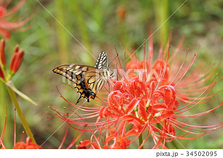 キアゲハ Swallowtail butterfly キアゲハ Swallowtail butterfly 34502095