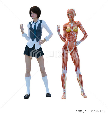 女性 解剖 筋肉 3DCG イラスト素材 女性 解剖 筋肉 3DCG イラスト素材 34502180