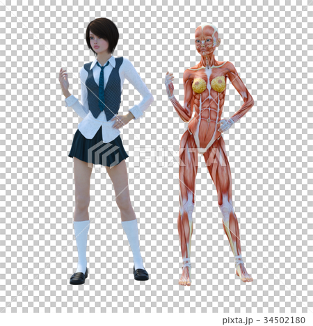 女性解剖肌肉3DCG例證材料 34502180