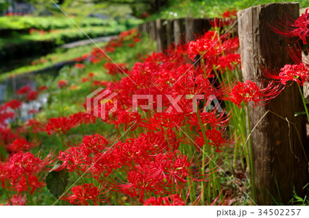 河畔に咲き乱れる彼岸花　g 34502257