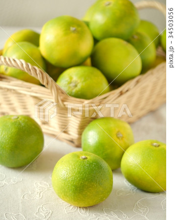 極早生ミカン　 34503056