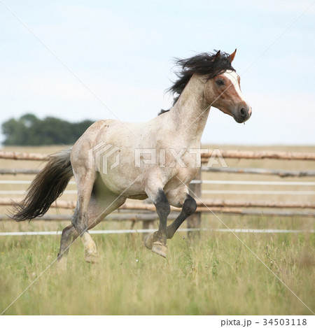 Welsh pony running on pasturage 34503118