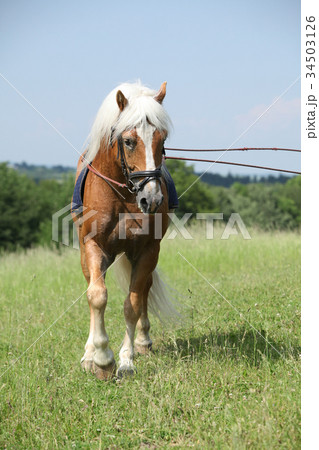 Amazing haflinger stallion in training Amazing haflinger stallion in training 34503126